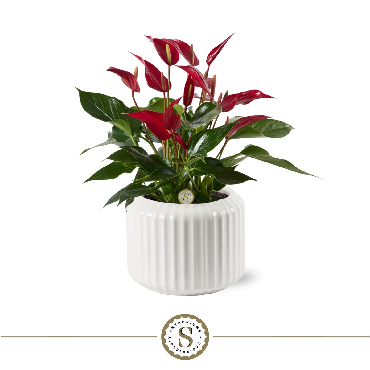 Bologna White Roja