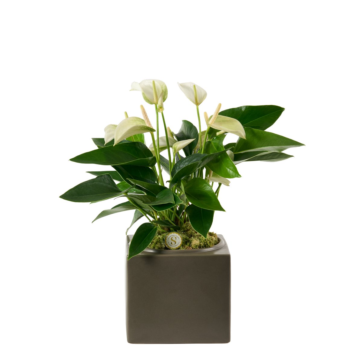 Belicia Brown Matt White