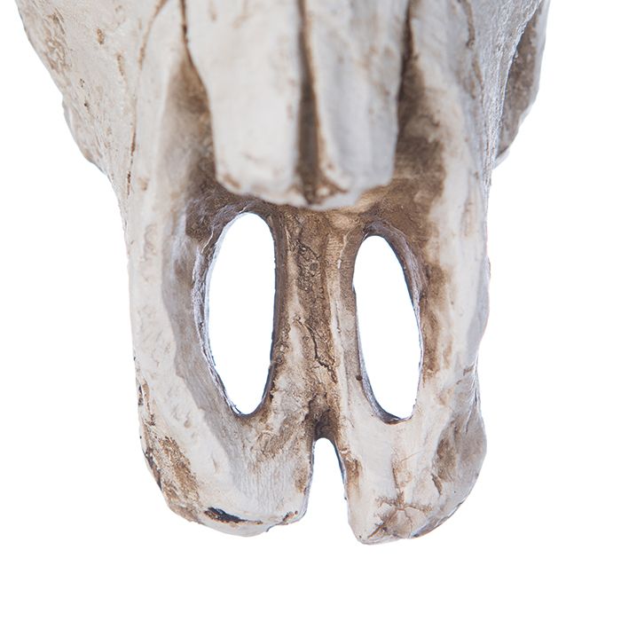 Stijlvol wandobject 'Buffalo' met touwdecoratie - handgemaakt, antieke afwerking in wit/bruin - rustieke flair voor uw huis