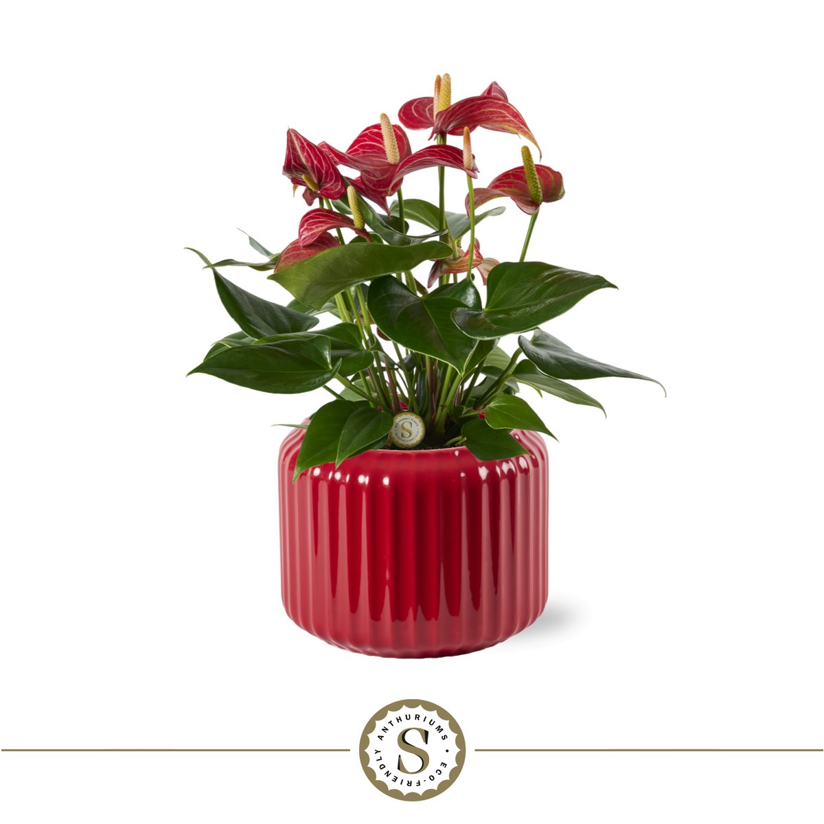 Bologna Dark Red Livium