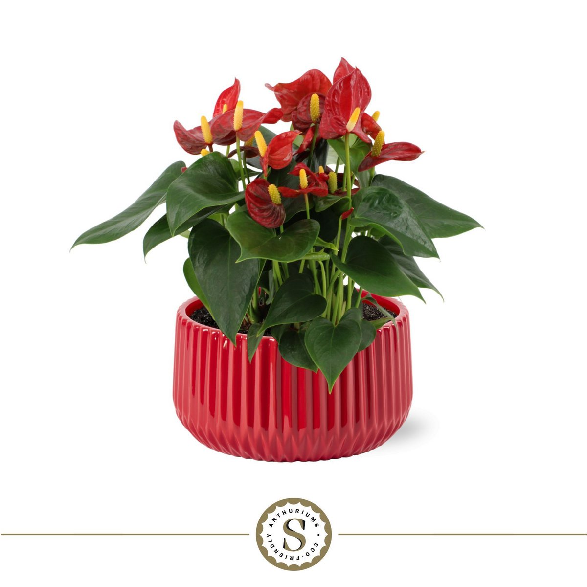 Madeira Red MET Table Red Champion