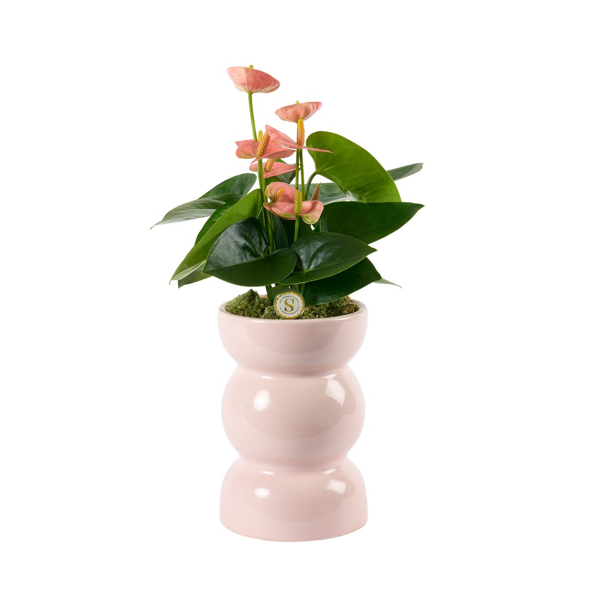 Dacinci pastellrosa Geist