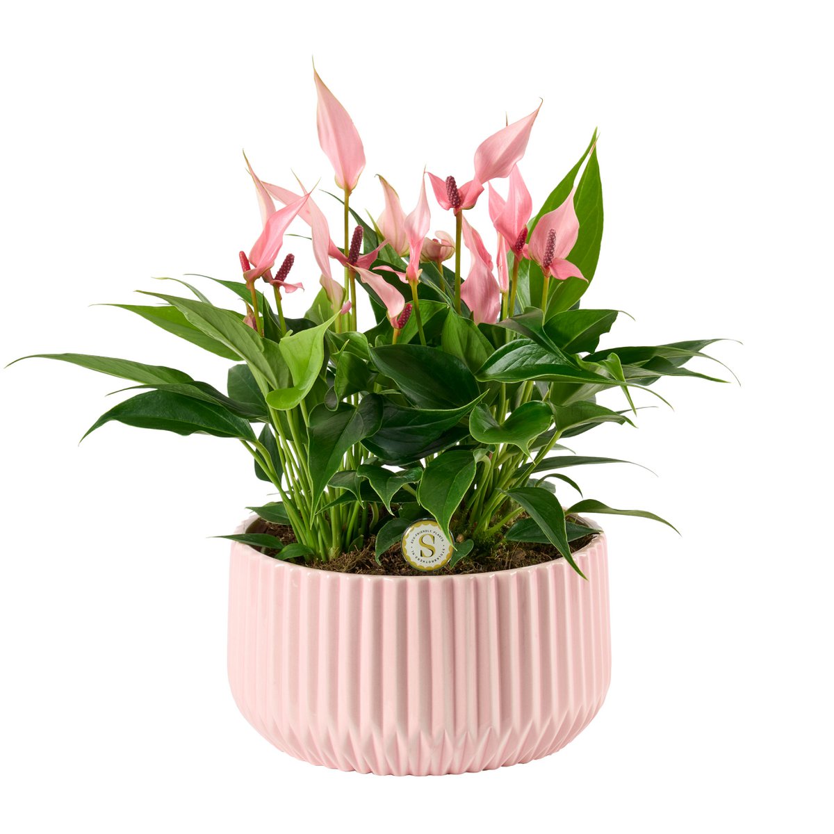 Madeira Pink Met Table Lilli