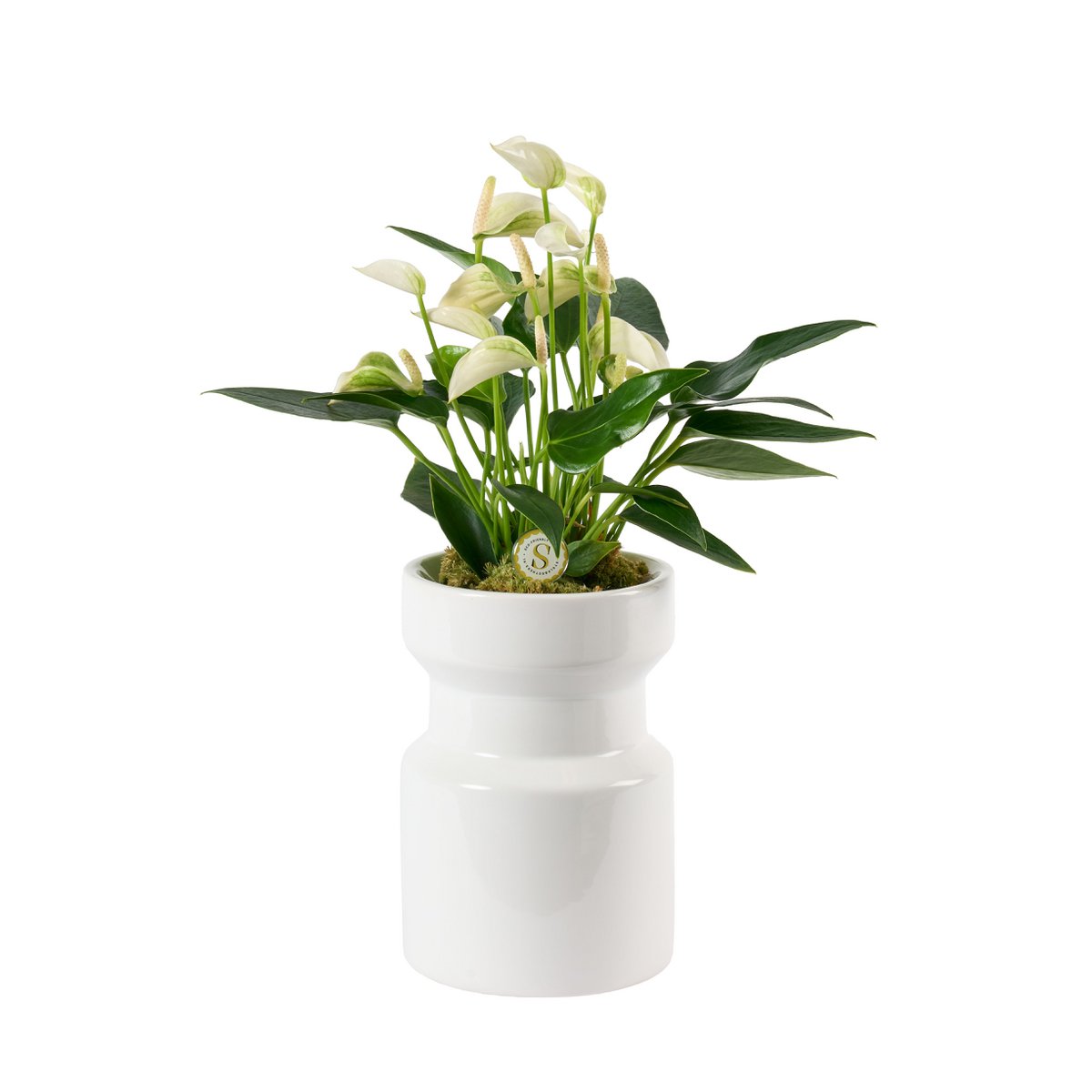 DaCinci White Gloss White